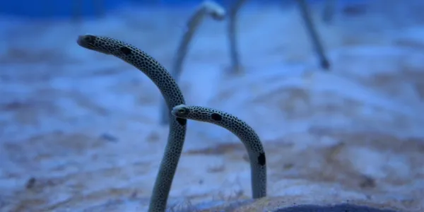 Okinawa Churaumi Aquarium