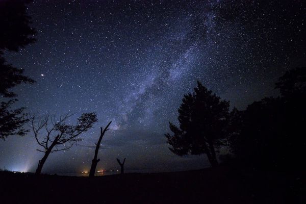 expedia-ishigaki-pine